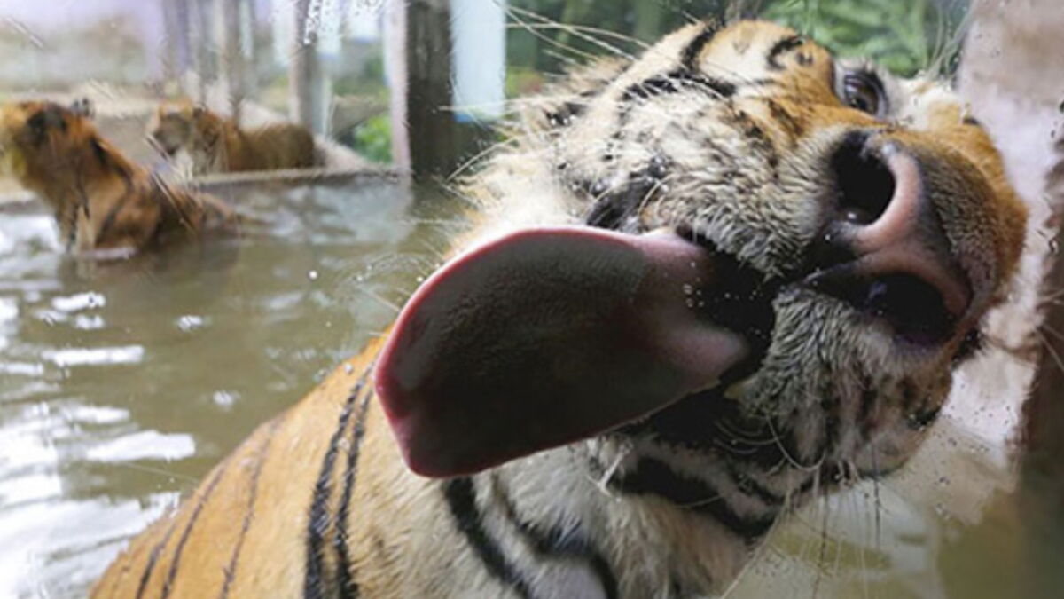 Do big cats cough up hairballs too?