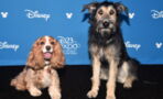 The Story Behind The New Star Of Disney's Lady And The Tramp