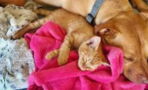 This Video Proves Cats And Dogs Really Can Be Best Friends