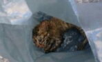 A tiny kitten has been found abandoned in a plastic bag