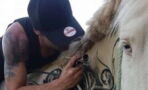 This man tattooed his horse and left everyone speechless