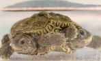 Meet Mary-Kate and Ashley, the two-headed turtle with six legs