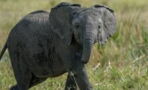 Baby elephant dies after losing half her trunk in poacher's trap