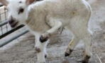 This five-legged lamb leaves animal enthusiasts 'speechless'