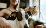 Here are some money-saving tips for pet owners