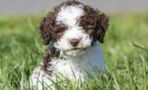 This puppy found treasure worth almost £6,000 on its very first walk