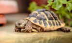 Family discovered lost tortoise alive in the attic after 30 years