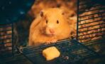 These hamsters turned into aggressive 'mutants' after an experiment went wrong
