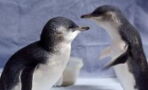 Little blue penguin: World’s smallest penguin at risk of extinction for this reason