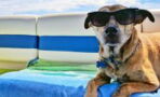Here’s how to keep your dog safe during a heatwave