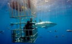 Great white shark poops on a group of divers (VIDEO)