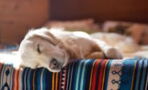 Do you think your dog sleeps a lot? Here’s how much sleep your dog needs