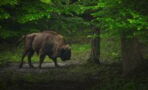 Rare wild bison have returned to the UK after thousands of years