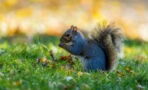 Squirrels on the pill?: Scientists design contraceptives to eradicate grey squirrels