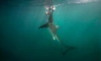 This diver barely escaped from a chilling shark attack (VIDEO)