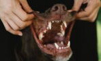Brushing your dog's teeth: How to make your pet fall in love with this hated task