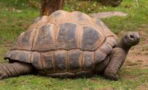 An escaped giant tortoise takes up the train tracks and brings traffic to a halt