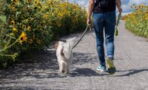 Feeling bored on dog walks? Test these 5 original ideas to make them fun again
