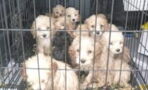 These innocent puppies were caged and left to die in an extreme act of cruelty (GALLERY)