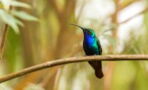 Super rare hummingbird thought to be extinct reemerges after 12 years