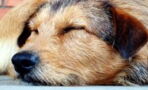 What is your dog dreaming about in their sleep?