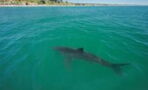 Shark attacks prey a few meters away from swimmers (VIDEOS)