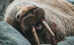 Outrage as celebrity walrus Freya was killed by the authorities