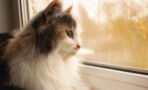 Kitty-lockdown: Cats forced to be kept indoors for this unusual reason