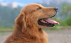 From lip-licking to tail-pointing-down: dog body language signs you shouldn’t ignore
