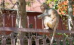 Monkey kills a man by flinging a brick from a house