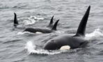 Killer whales have been attacking sailboats in Europe