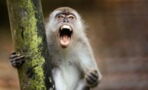 4-month-old baby thrown from a roof by monkeys during an attack