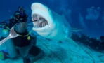 Shark attacks a 58-year-old woman while on holiday in the Bahamas