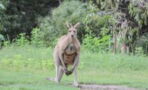 'Pet' kangaroo attacks and kills its owner