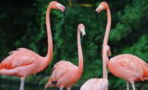 Flamingos discovered hiding in public bathrooms, here's why
