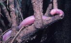 Strange worm-like creature with 'hands' is actually something else