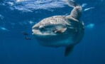 World's largest bony fish, weighing 3 tonnes and 3 metres, discovered by scientists