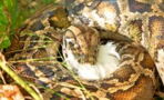 Dead python swallowed this huge animal before dying (VIDEO)