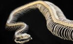 Researchers find mysterious 47-million-year-old snake that holds a big secret