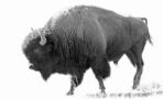 Perfectly preserved 9,000-year-old bison found in Siberia