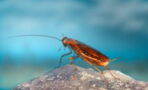 Cockroaches have genetically mutated to survive humans: This trap no longer works on the insect