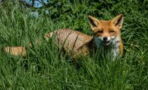 Rabies-infected fox attacks numerous people in one night, here's what happened next