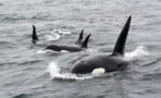 A massive shark is eaten alive by a pod of killer whales (VIDEO)