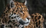 Man goes blind because he got bacteria from jaguar's poop