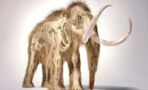 Perfectly preserved 30,000 year old baby mammoth found in Canada