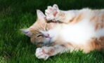Paw communication: Here's what your cat is trying to tell you with their paws
