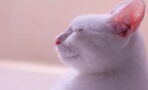 Did you know your cat's ears are telling you something?