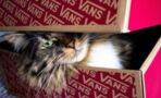 Does your cat love paper bags and boxes? Here is why