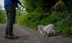 Is it okay to walk your cat on a leash? Here's what the experts say