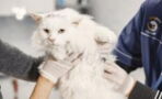 Is your cat vomiting? Here's when to call the vet